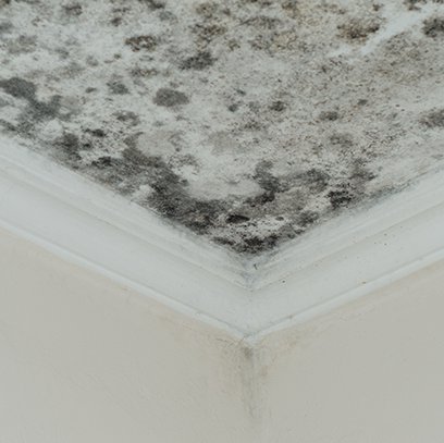 mold damage claims by claims pacific