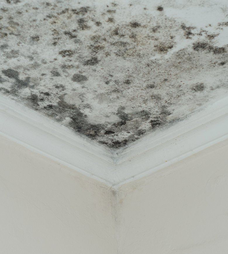 mold damage claims by claims pacific